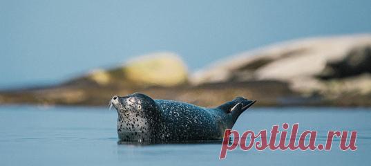 Туманы и штормы скрывают в Охотском море одно из лучших мест в нашей стране для наблюдения за птицами и гренландскими полярными китами – Шантарские острова. Вместе с сервисом RUSSPASS рассказываем, как добраться до этого архипелага и что там обязательно нужно увидеть.