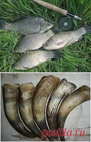 Карась и коровий рог