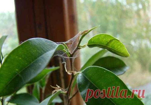 Клещи на комнатных растениях