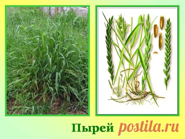 ПЫРЕЙ — СТО НЕДУГ ОДОЛЕЙ

Народные названия: корень-трава, собачья трава, червь-трава, житняк, собачий зуб, житец, понырь, ржанец, житвец, ортанец, дандур...

Пырей ползучий — самый известный и распространенный сорняк наших огородов. Все сорные растения обладают невероятной живучестью и плодовитостью, но пырей, пожалуй, один из рекордсменов, а все потому, что он размножается и семенами, и корневищами. Одно растение может дать до 10 000 семян, прорастающих через 10-15 дней,...