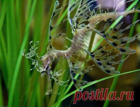 Тряпичник - удивительный житель океана