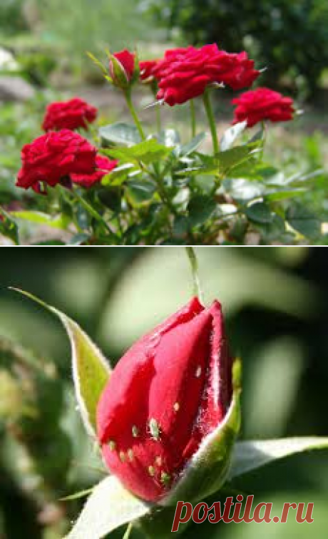 Как бороться с вредителями и болезнями роз