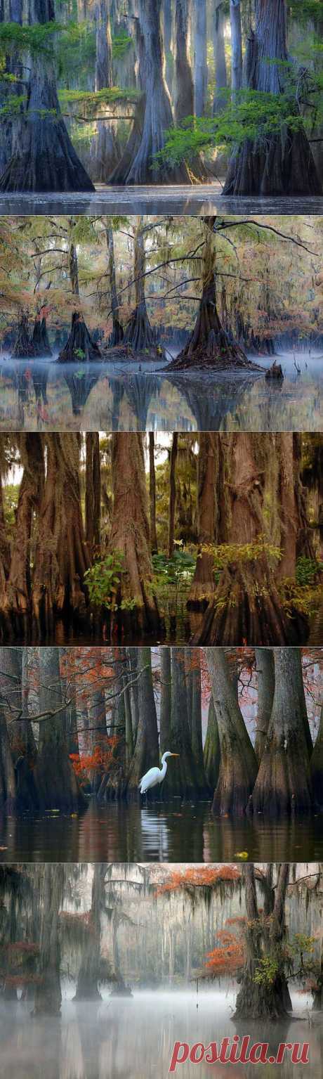 Фантастические кипарисы озера Каддо