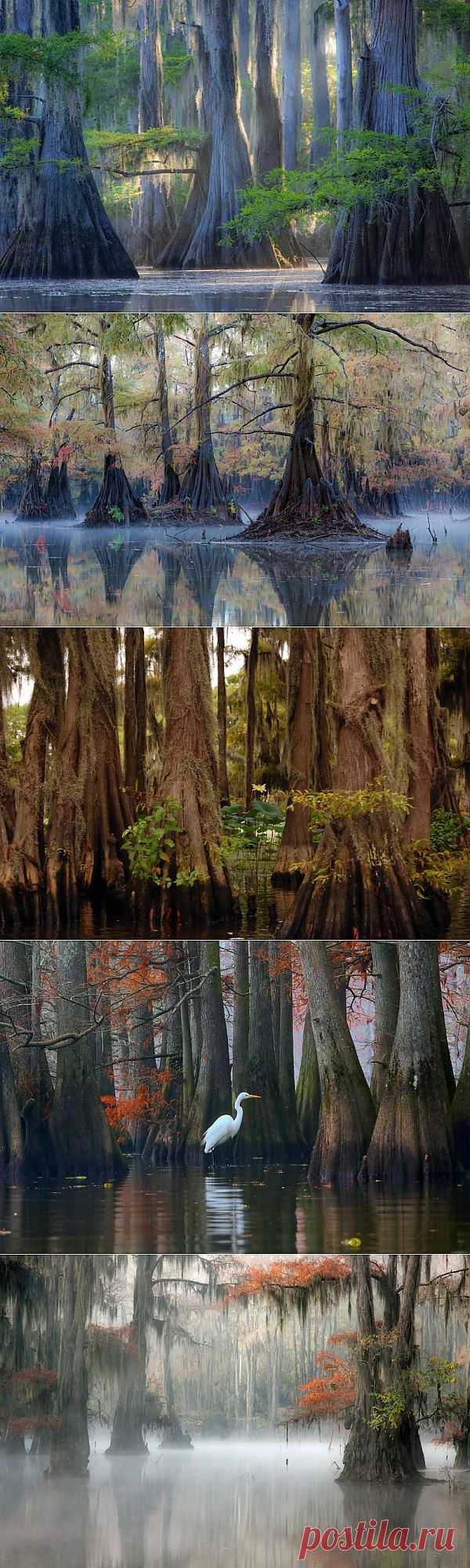 Фантастические кипарисы озера Каддо