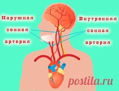 Функция сонных артерий в кровоснабжении важных систем организма. Сонные артерии транспортируют богатую кислородом кровь от сердца к мозгу и голове. Без адекватного кровотока и кислорода клетки головного мозга отмирают, что приводит к повреждению головного мозга.