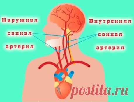 Функция сонных артерий в кровоснабжении важных систем организма. Сонные артерии транспортируют богатую кислородом кровь от сердца к мозгу и голове. Без адекватного кровотока и кислорода клетки головного мозга отмирают, что приводит к повреждению головного мозга.