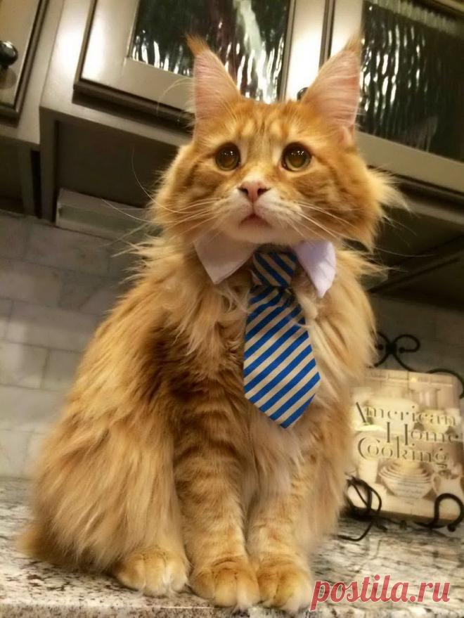 Уматные кошаки от Михалыча! | 5минутка