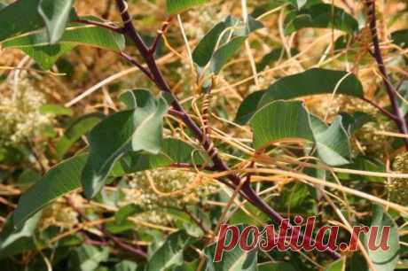 Повилика. Растение. Сорняк, паразит, вредитель. Борьба. Фото. - Ботаничка.ru