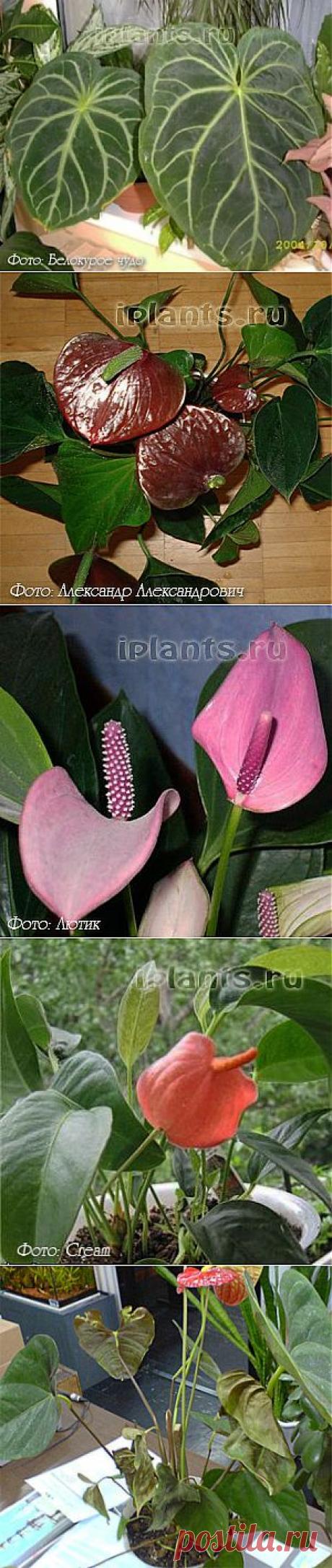Антуриум Anthurium - Комнатные растения и цветы
