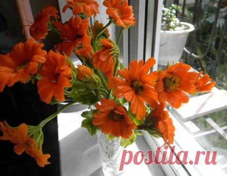 УНИКАЛЬНЫЕ ЦЕЛЕБНЫЕ ОТВАРЫ НА ОСНОВЕ КАЛЕНДУЛЫ.