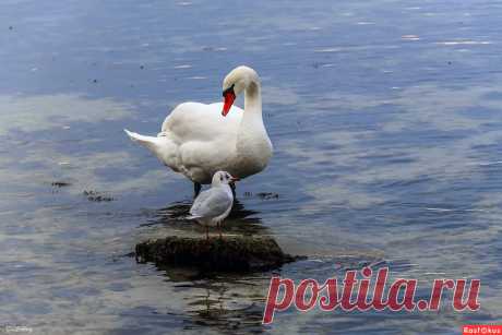 Фото: Удочерить, что ли?... Фотограф Татьяна Соловей. Фото животных - Фотосайт Расфокус.ру