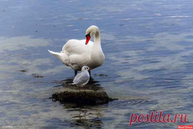 Фото: Удочерить, что ли?... Фотограф Татьяна Соловей. Фото животных - Фотосайт Расфокус.ру