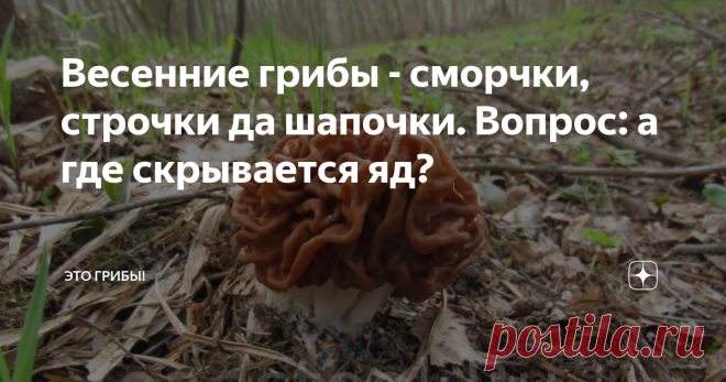 Весенние грибы - сморчки, строчки да шапочки. Вопрос: а где скрывается яд? За окном снег и детские вопли с горки, в телевизоре настырное 