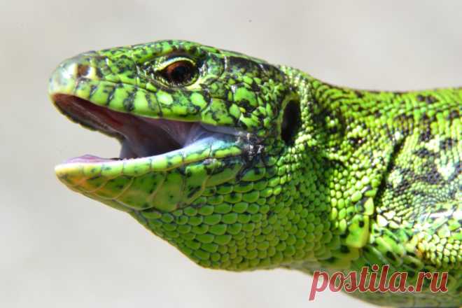 Авторский альбом "Макро".