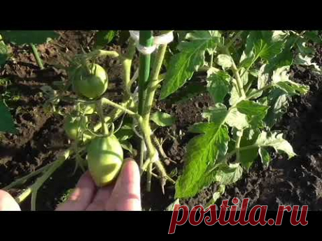 Все сорта безрассадных помидоров завязали плодики, 28 июля