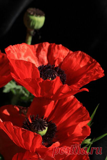 imagecollector58: http://celiabasto.tumblr.com/ на слабость, и даже хрупкости