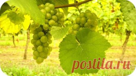 Виноградные листья: польза и вред, рецепты блюд и напитков