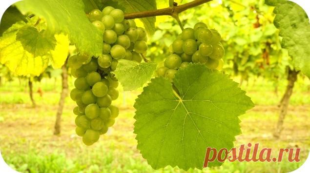 Виноградные листья: польза и вред, рецепты блюд и напитков