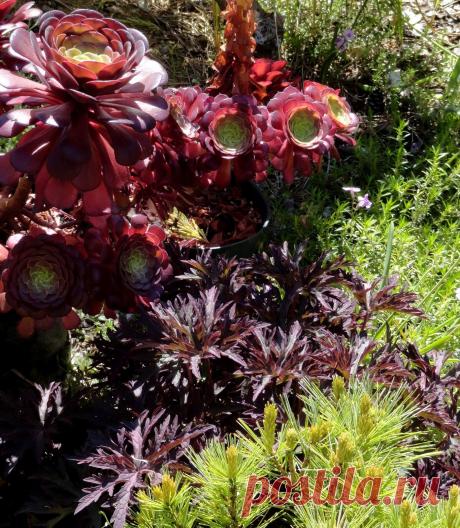 danger garden: Marion Jarvie’s Garden