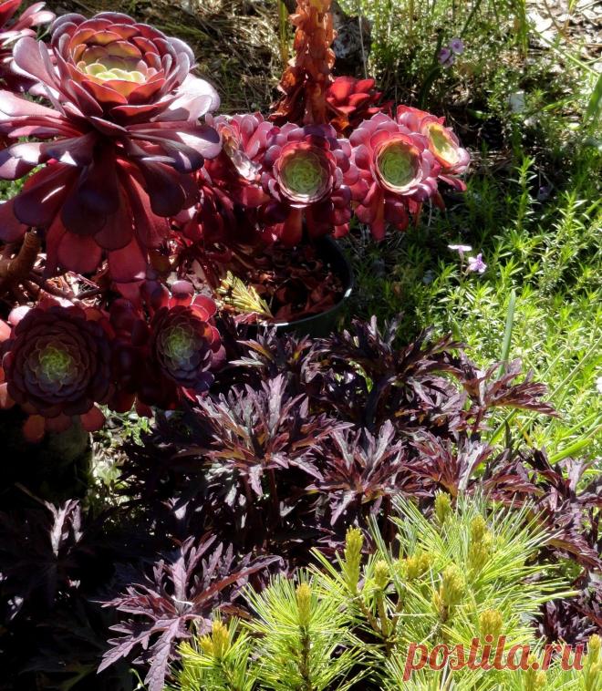 danger garden: Marion Jarvie’s Garden