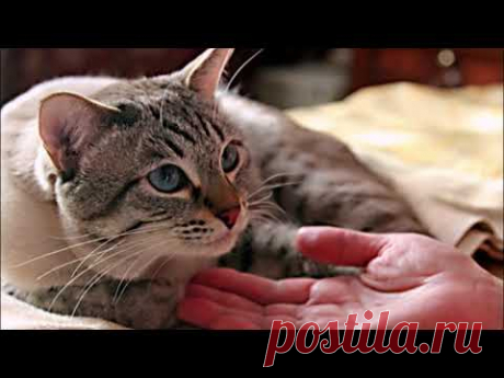 КАСТРАЦИЯ КОТА  Плюсы и минусы  NEUTERING A CAT