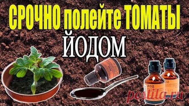 ЙОД - СУПЕР СРЕДСТВО ДЛЯ РАССАДЫ ТОМАТОВ!