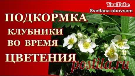 СУПЕР ПОДКОРМКА во ВРЕМЯ ЦВЕТЕНИЯ КЛУБНИКИ ..СЕКРЕТ УРОЖАЯ ...
