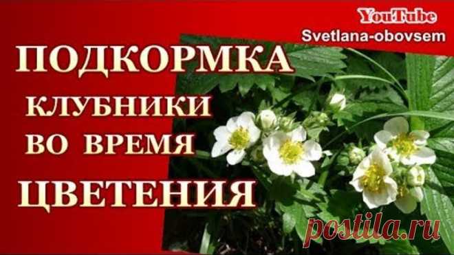 СУПЕР ПОДКОРМКА во ВРЕМЯ ЦВЕТЕНИЯ КЛУБНИКИ ..СЕКРЕТ УРОЖАЯ ...