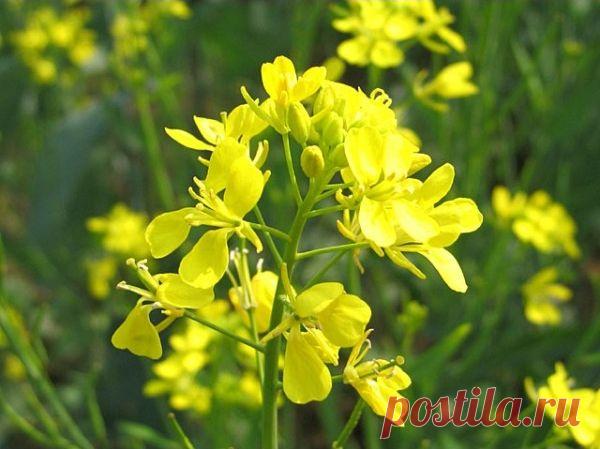 Горчица против проволочника. | Огород без хлопот