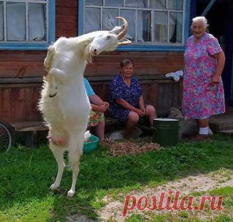 ВЕСЕЛИТ КОЗА БАБУЛЬ