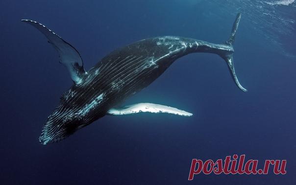 Горбатый кит близ тихоокеанского Королевства Тонга. Снимал Алексей Зозуля: nat-geo.ru/community/user/118501