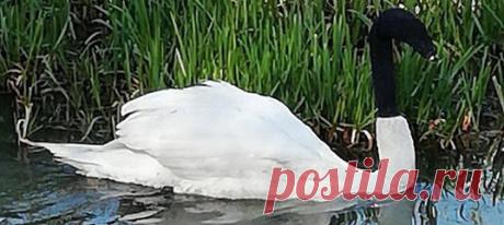 Очень тяжело представить, что кому-то от такого может быть смешно. История завершилась благополучно – ослабшую и дезориентированную птицу спасли, а «шутников» разыскивает полиция.