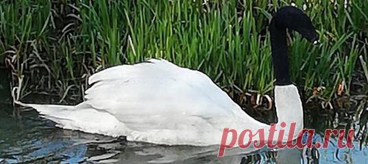 Очень тяжело представить, что кому-то от такого может быть смешно. История завершилась благополучно – ослабшую и дезориентированную птицу спасли, а «шутников» разыскивает полиция.