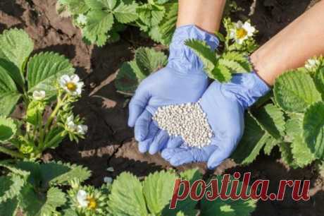 5 очевидных причин, почему клубника отказывается давать урожай - Идеальная хозяйка