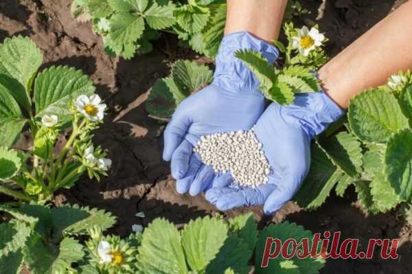 5 очевидных причин, почему клубника отказывается давать урожай - Идеальная хозяйка