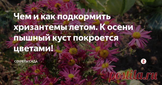 Чем и как подкормить хризантемы летом. К осени пышный куст покроется цветами! Хотите увидеть феерию цвета и формы на своей клумбе в саду? Не забывайте про подкормки хризантемы. Лето — самое время внести удобрения