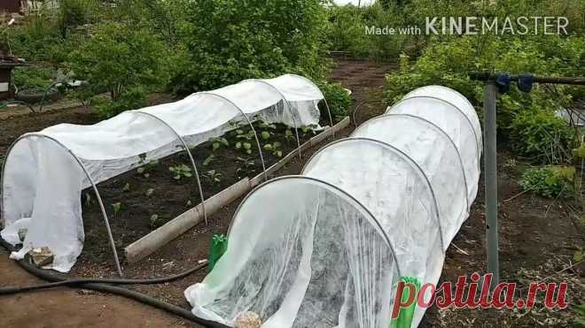 Купила на рынке парник за 500 рублей