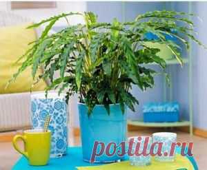 Калатея-уход и размножение | GreenHome