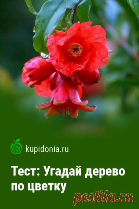 Тест: Угадай дерево по цветку. Мы подготовили для вас интересный тест с фотографиями, на которых вы увидите цветы разных деревьев. Попробуйте угадать, какое растение на них изображено.