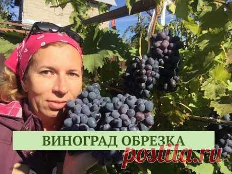 КАК ОБРЕЗАТЬ ВИНОГРАД. Дачные сезоны 20.10.18.