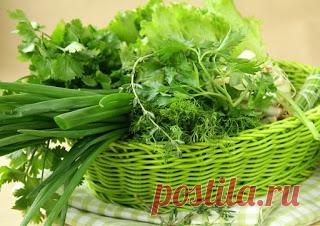 Хочу знать все!: ЗАГОТОВКИ ИЗ ЗЕЛЕНИ НА ЗИМУ.