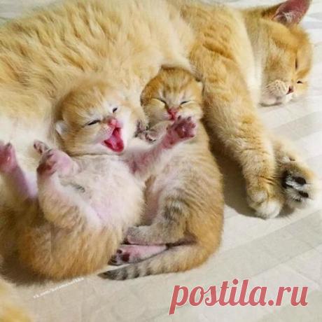 Рядом с мамой хорошо! | KotoMail.ru