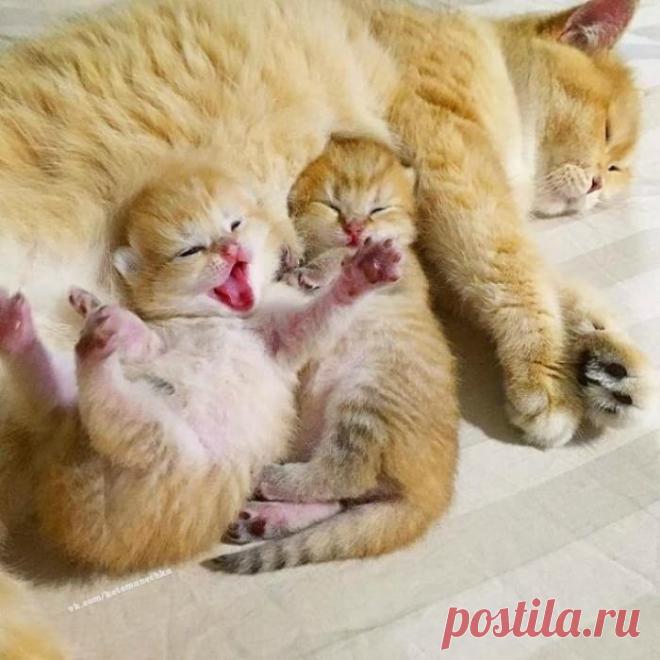 Рядом с мамой хорошо! | KotoMail.ru