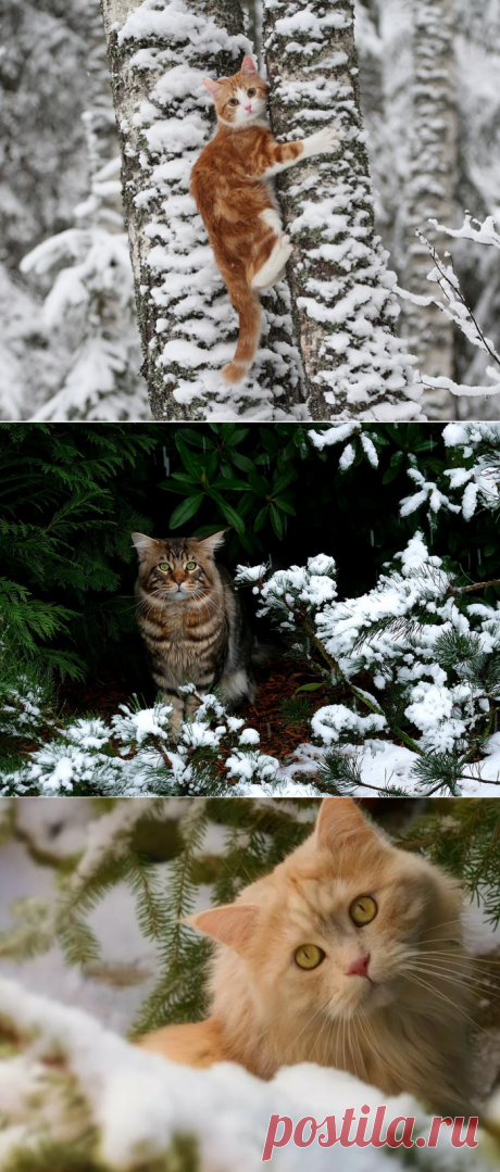 Котэ в зимнем лесу