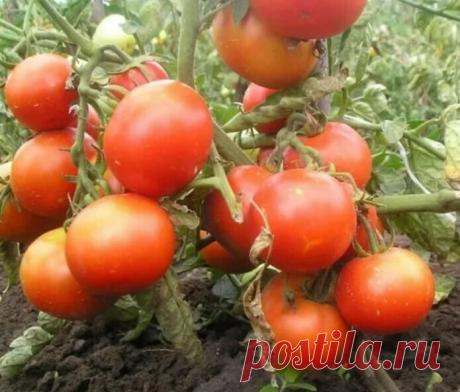 Низкорослые томаты ранних сортов. | OK.RU