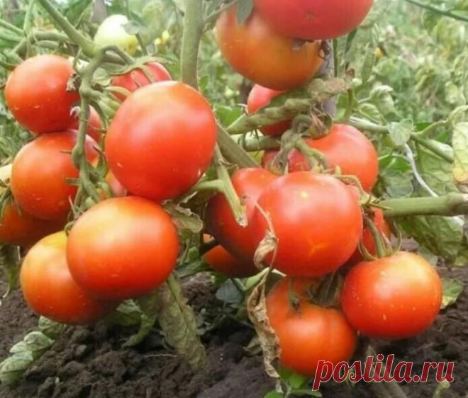 Низкорослые томаты ранних сортов. | OK.RU