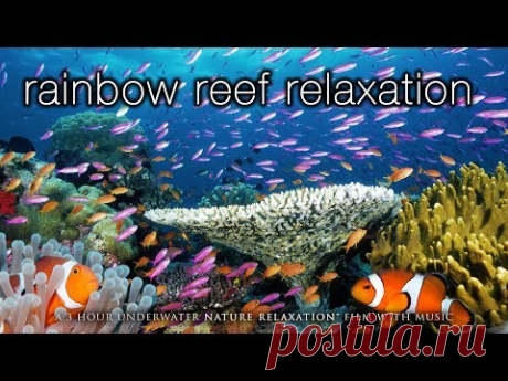 3 HOURS of Amazing Colorful Reef Sea Life  in HD 1080p (No Music) Tahiti, Raratonga, Indonesia