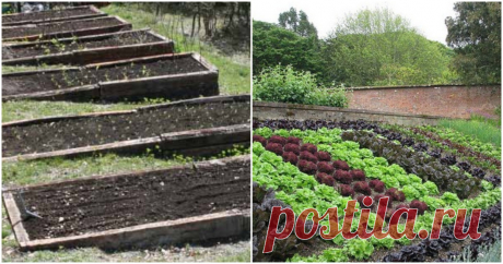 Секреты организации идеальных грядок ...