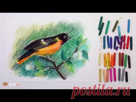 DrawFox. Сухая пастель для начинающих. Урок 3-4. Снегирь.