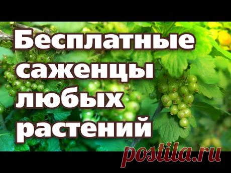 ЭТИМ СПОСОБОМ МОЖНО РАЗМНОЖИТЬ ЛЮБЫЕ РАСТЕНИЯ ЛЕТОМ